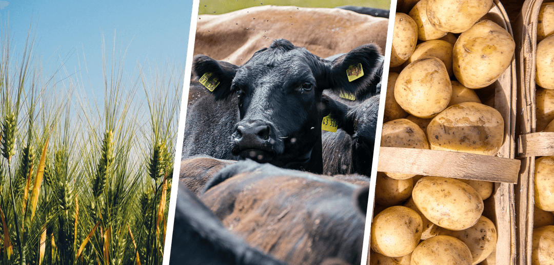 Idaho commodities — wheat, cattle, potatoes